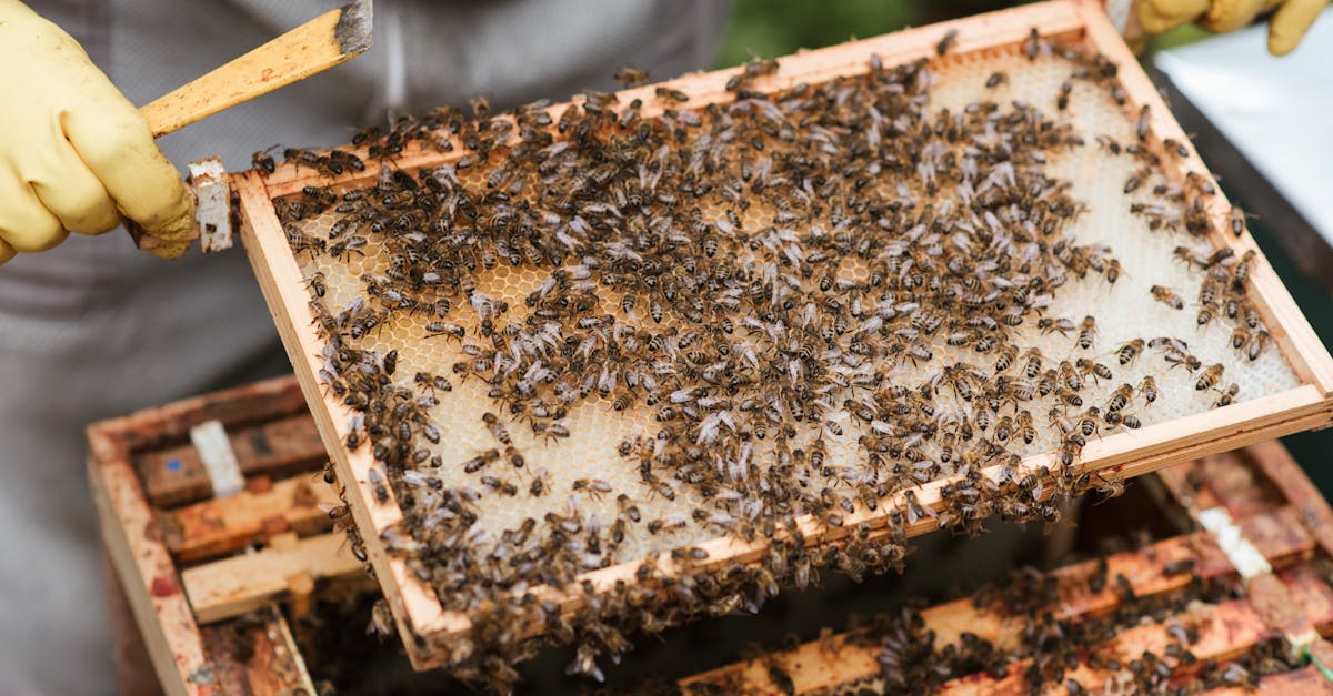 crop anonymous beekeeper in gloves holding honeycomb with bees while working in apiary