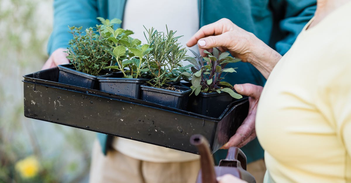 crop anonymous female horticulturist standing with watering can and touching springs in container he 1