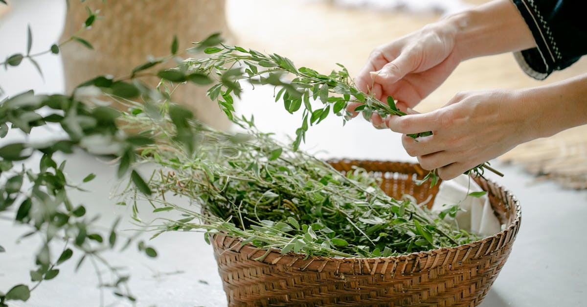 crop anonymous female preparing grass in wicker basket on blurred background of light table