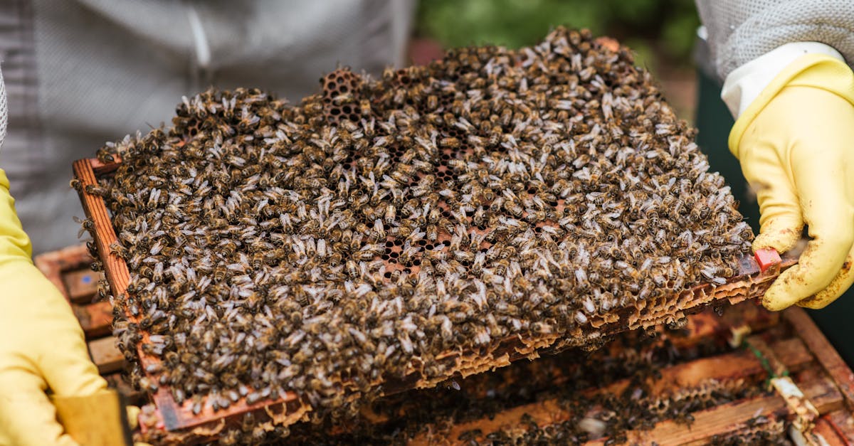 crop unrecognizable farmer in protective gloves demonstrating honeycomb with flock of bees while sta 1