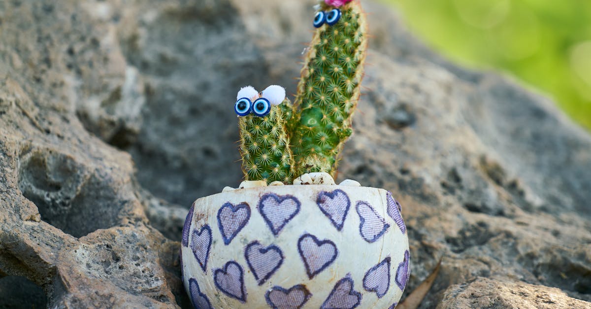 cute cactus with googly eyes in heart patterned pot on rocky surface perfect for decor themes