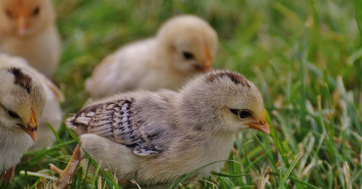 cute chicks exploring grass showing innocence and nature s beauty