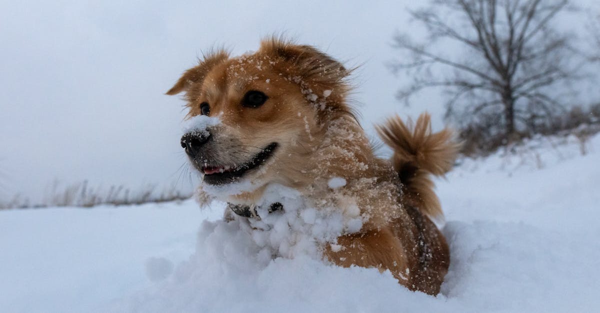 cute dog enjoying the winter snow outside capturing the joy of the chilly weather