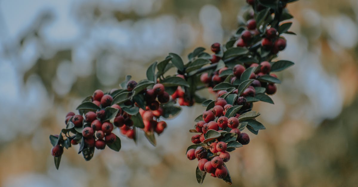 dark red berries growing on thin twigs with green leaves in autumn garden on sunny day