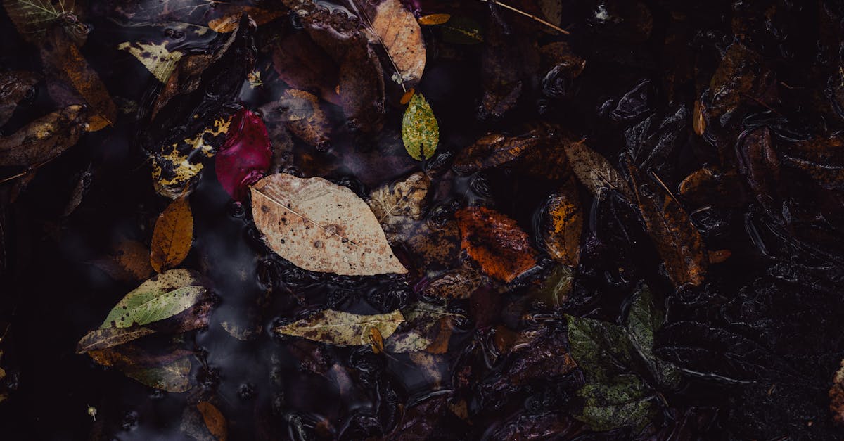 dark wet autumn leaves submerged in water reflecting a moody ambiance