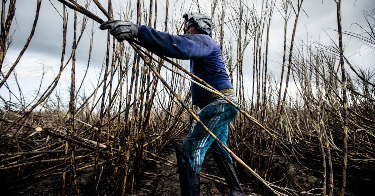 dedicated farmer working in a sugarcane field under cloudy skies showcasing manual agricultural lab