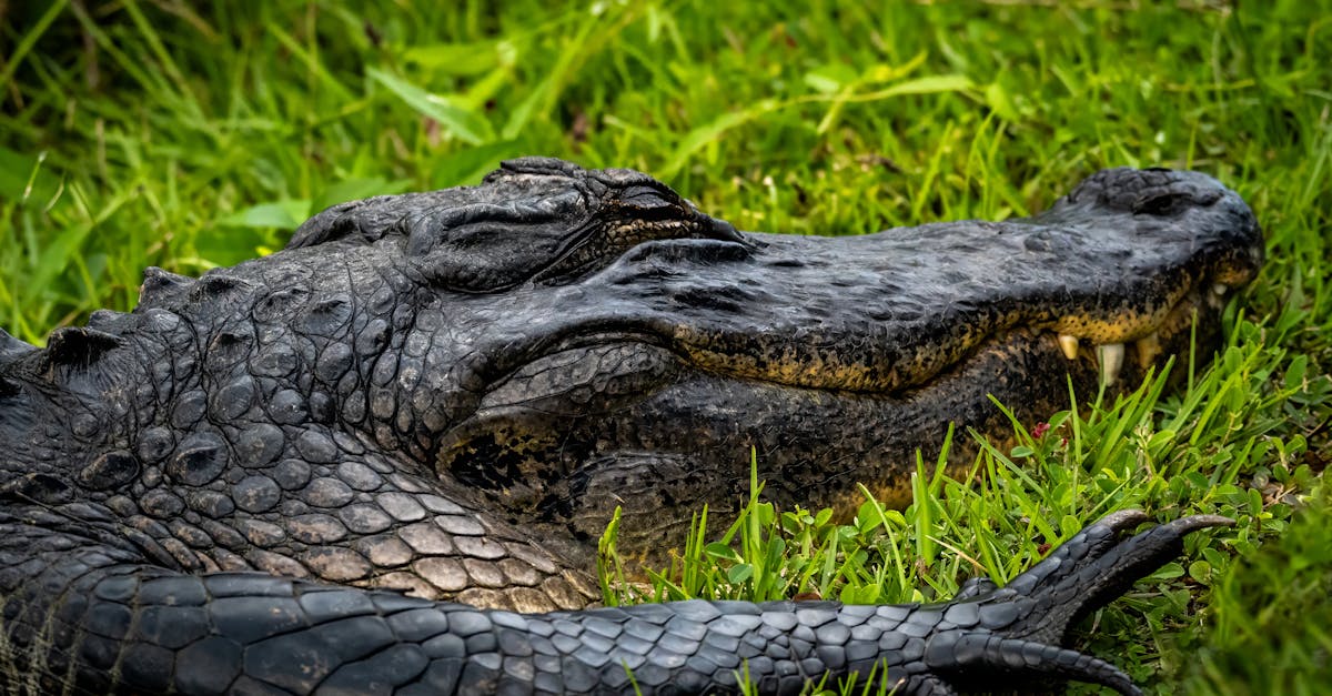 detailed capture of an alligator lounging on lush green grass in everglades city florida 1