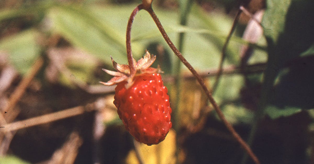 detailed close up of a single wild strawberry hanging on a plant