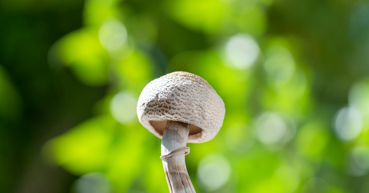 detailed closeup of a parasol mushroom in a lush green forest with vibrant bokeh effect