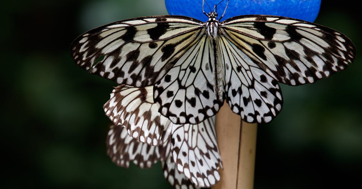 detailed image of a paper kite butterfly idea leuconoe resting on a feeder in a natural setting