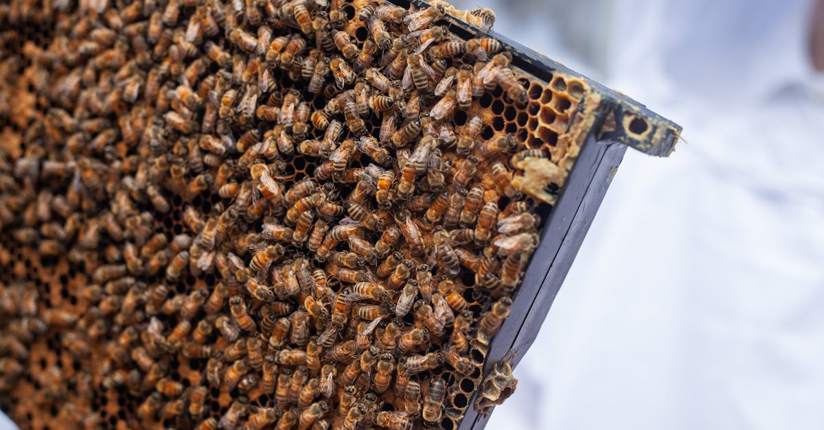 detailed image of honeybees on a hive frame showcasing beekeeping in detroit 1