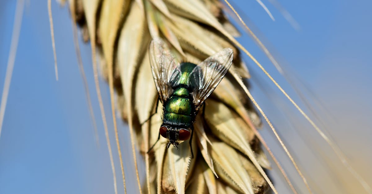 detailed macro image of a fly resting on wheat with a blurred background