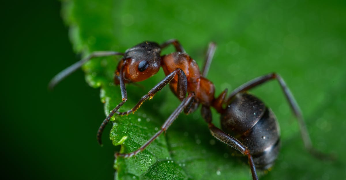 detailed macro photograph showing an ant on a vibrant green leaf