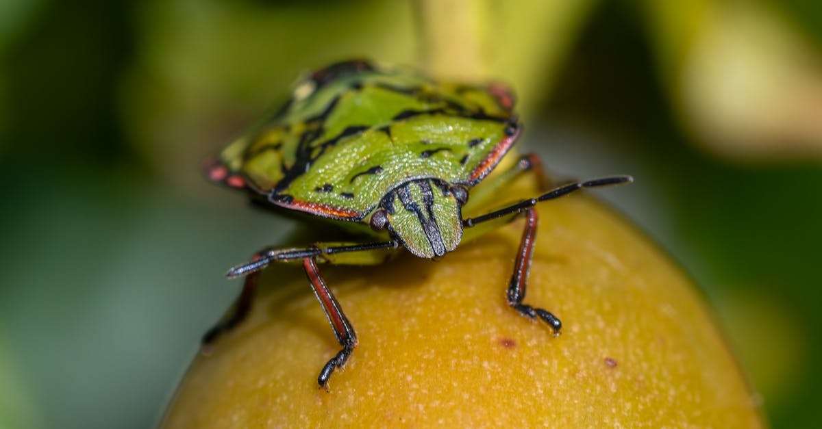 detailed macro shot of a green stink bug perched on a fruit