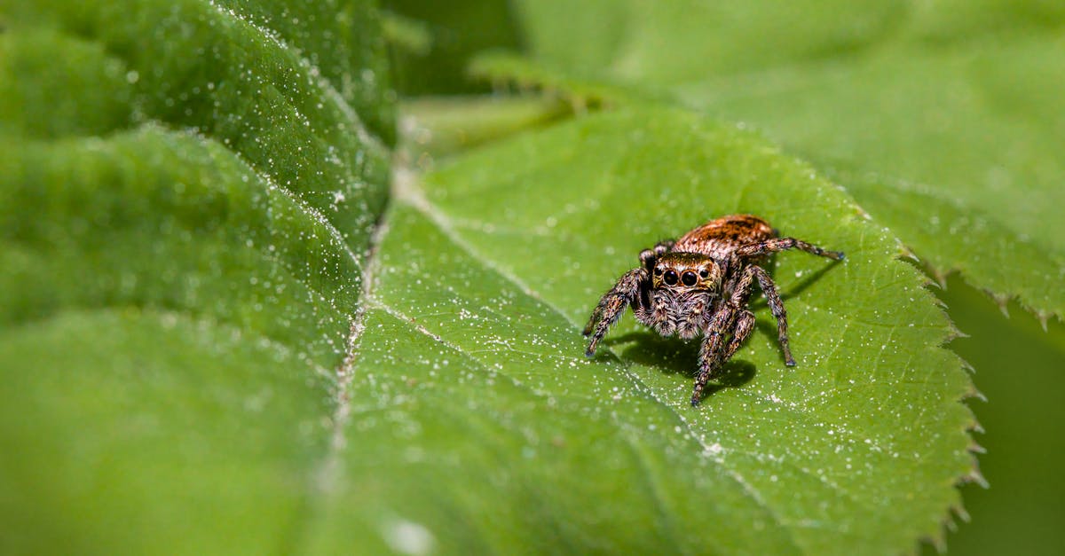 detailed macro shot of a jumping spider perched on a green leaf in its natural habitat