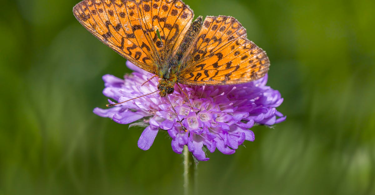 detailed macro shot of an orange butterfly perched on a purple flower in a vibrant garden setting