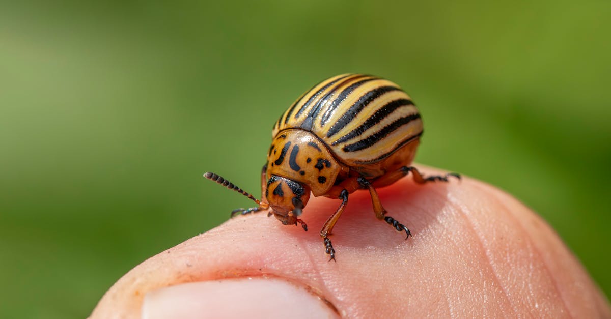 detailed macro shot of colorado potato beetle leptinotarsa decemlineata on a human finger 1