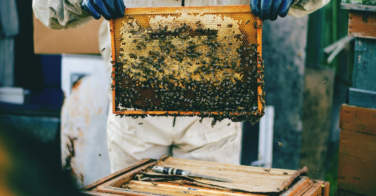 detailed shot of a beekeeper holding a honeycomb full of bees during inspection