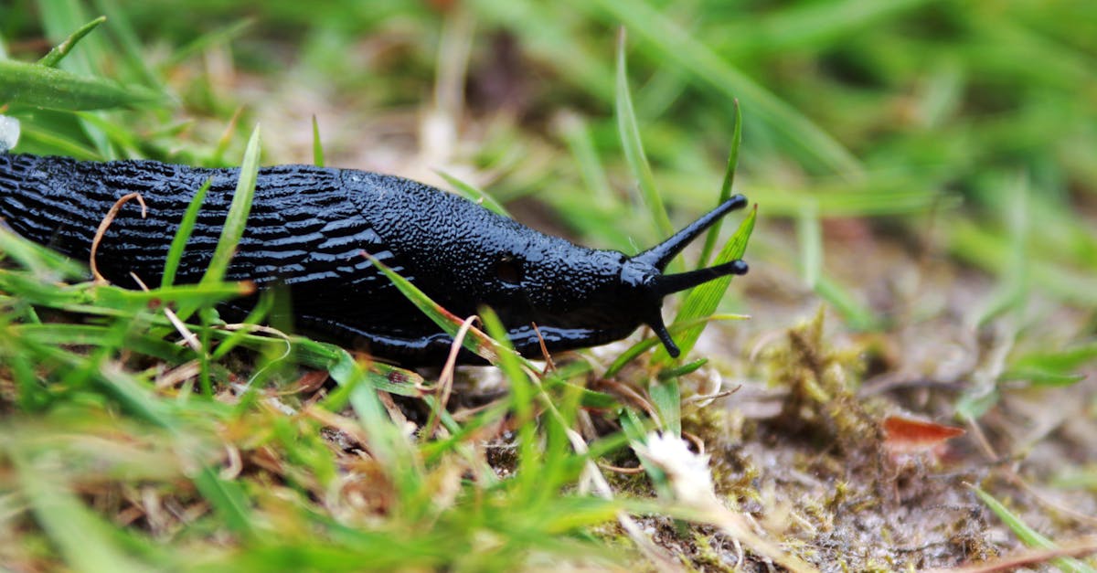 detailed shot of a black slug crawling on grassy ground highlighting texture and natural environmen