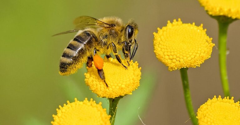 12 Best Bee Pollinator Plants for Attracting Bees Without Chemicals