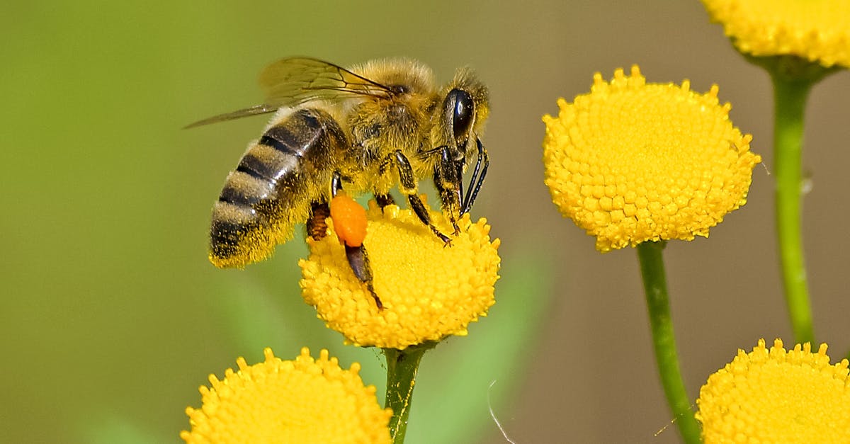 detailed shot of a honeybee pollinating vibrant yellow flowers in nature