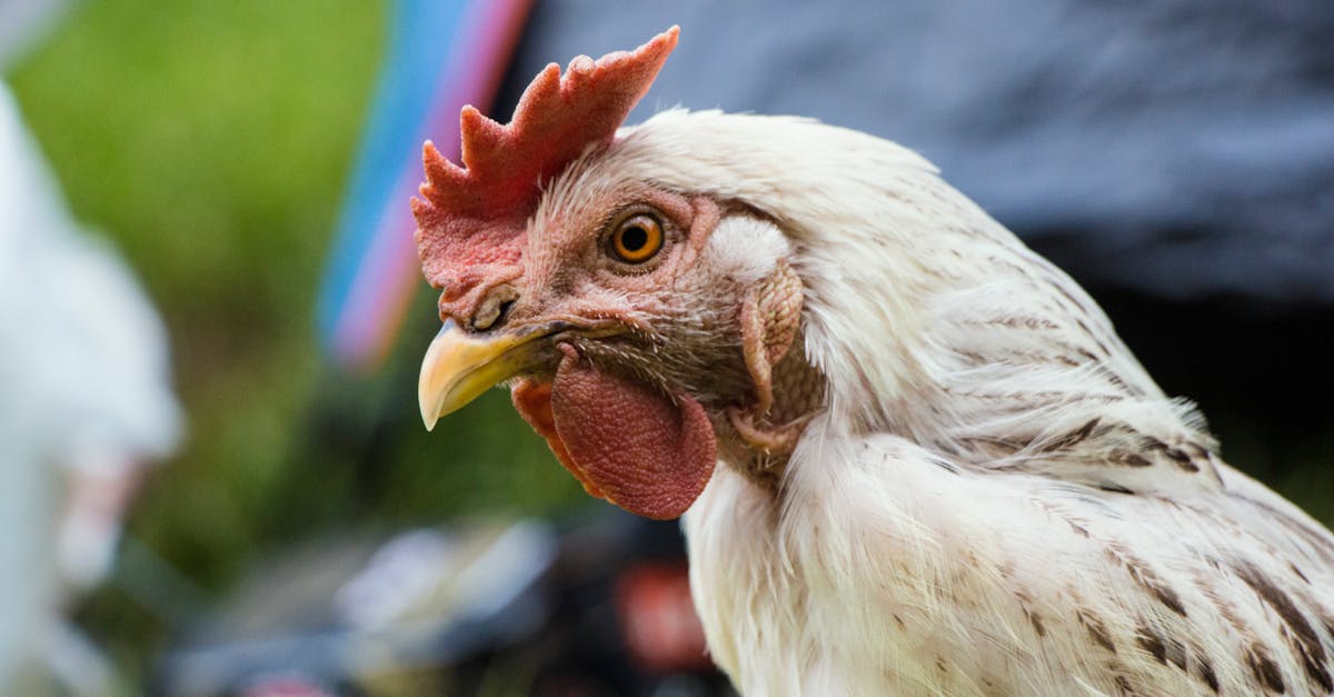 detailed shot of a white chicken with a red comb in a natural setting