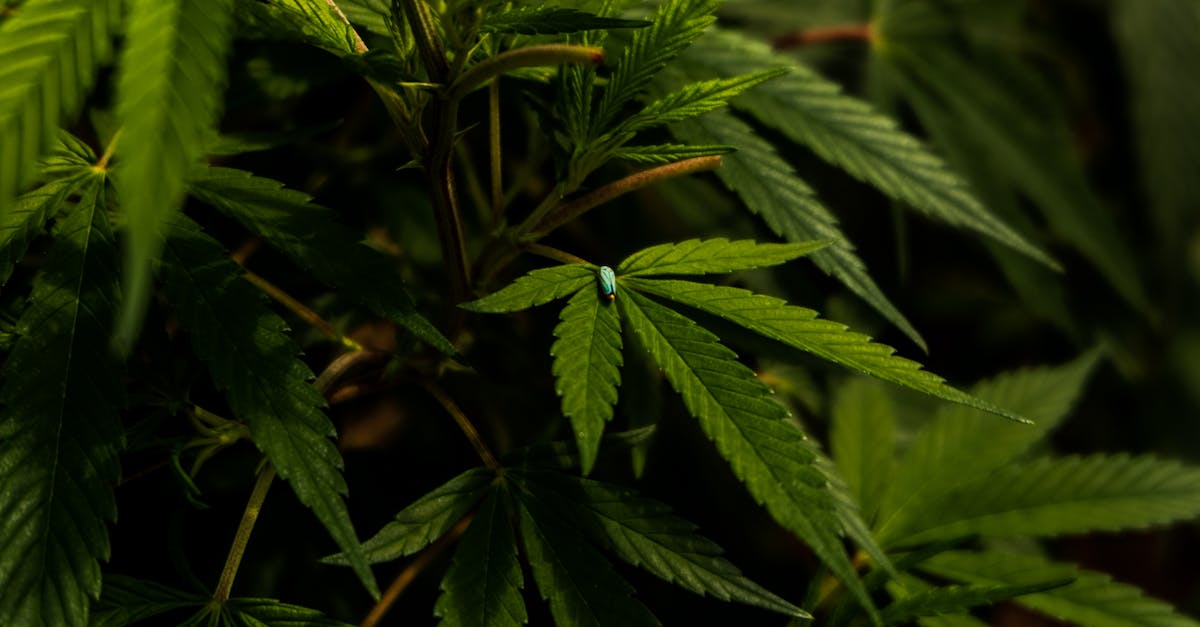 detailed shot of vibrant green cannabis leaves with a small beetle highlighting nature s intricate