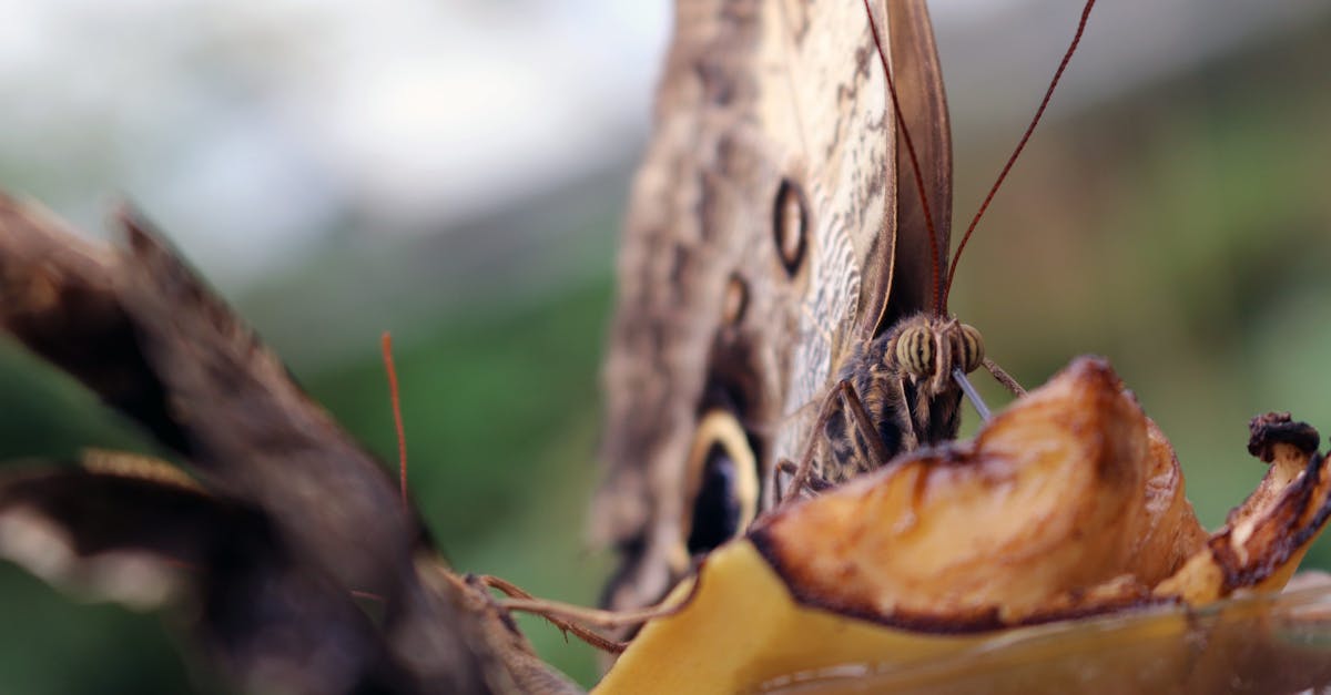 detailed view of a butterfly feeding on fruit with a blurred natural background