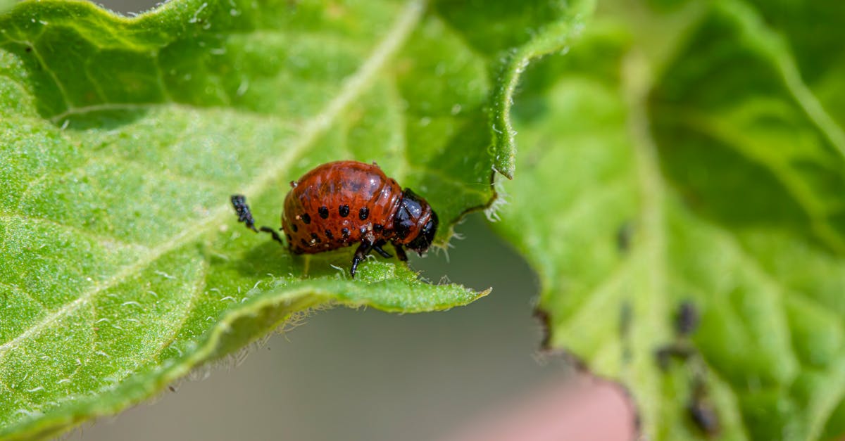 detailed view of a colorado potato beetle larva on a green leaf in summer