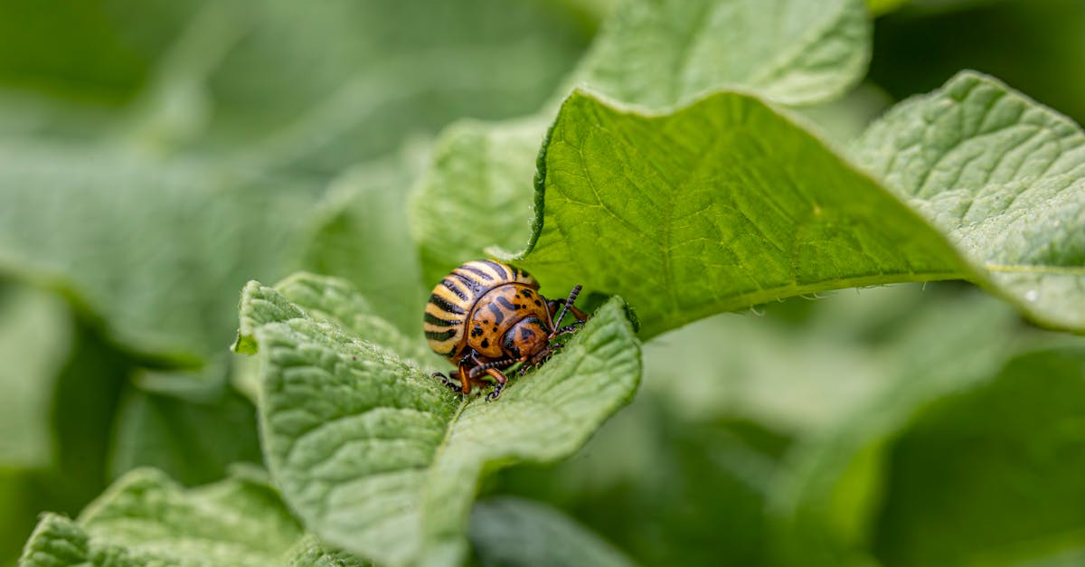 detailed view of a colorado potato beetle on a leaf showcasing its distinctive stripes