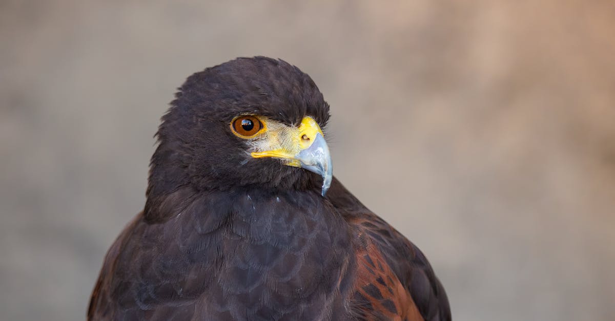 detailed view of a majestic harris s hawk showcasing its piercing gaze and sharp beak