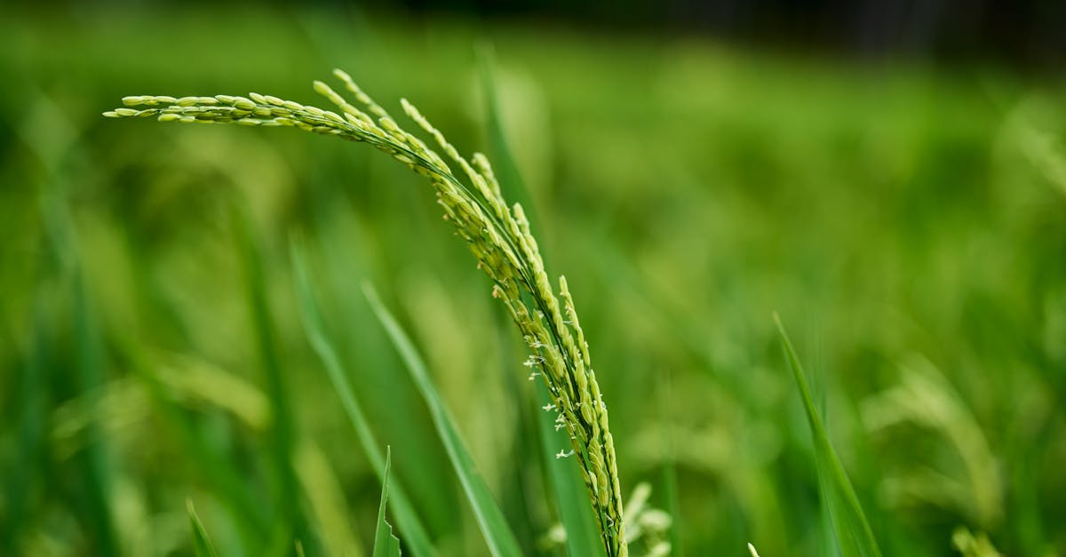 detailed view of a rice plant in a lush green field highlighting agricultural growth