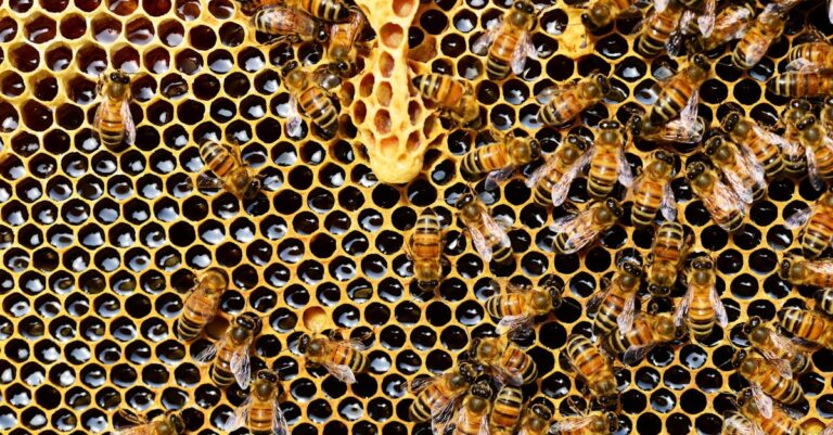 10 Best Bee Medications for Treating Hive Diseases That Support Healthy Colonies