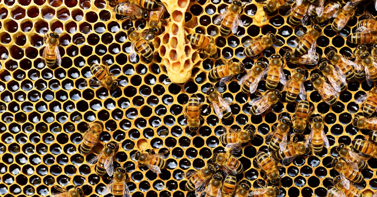 detailed view of honey bees on a vibrant honeycomb filled with honey in a beehive