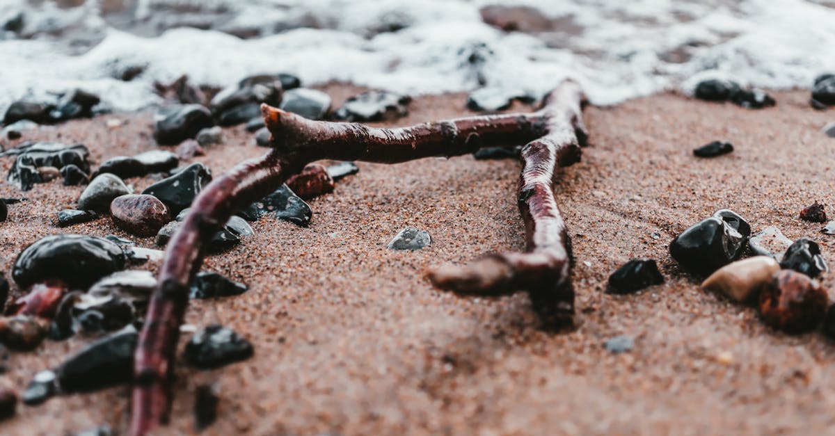 driftwood and pebbles scattered on a sandy beach with gentle waves lapping at the shore