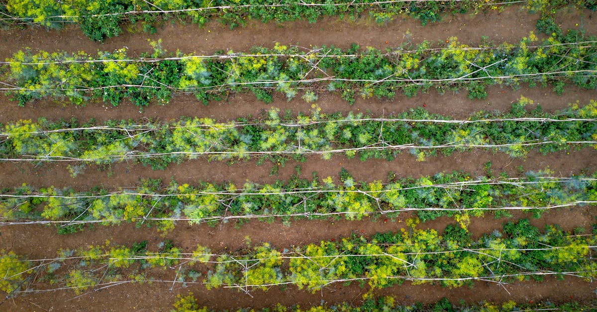 drone capture of green crops planted in neat rows across farmland