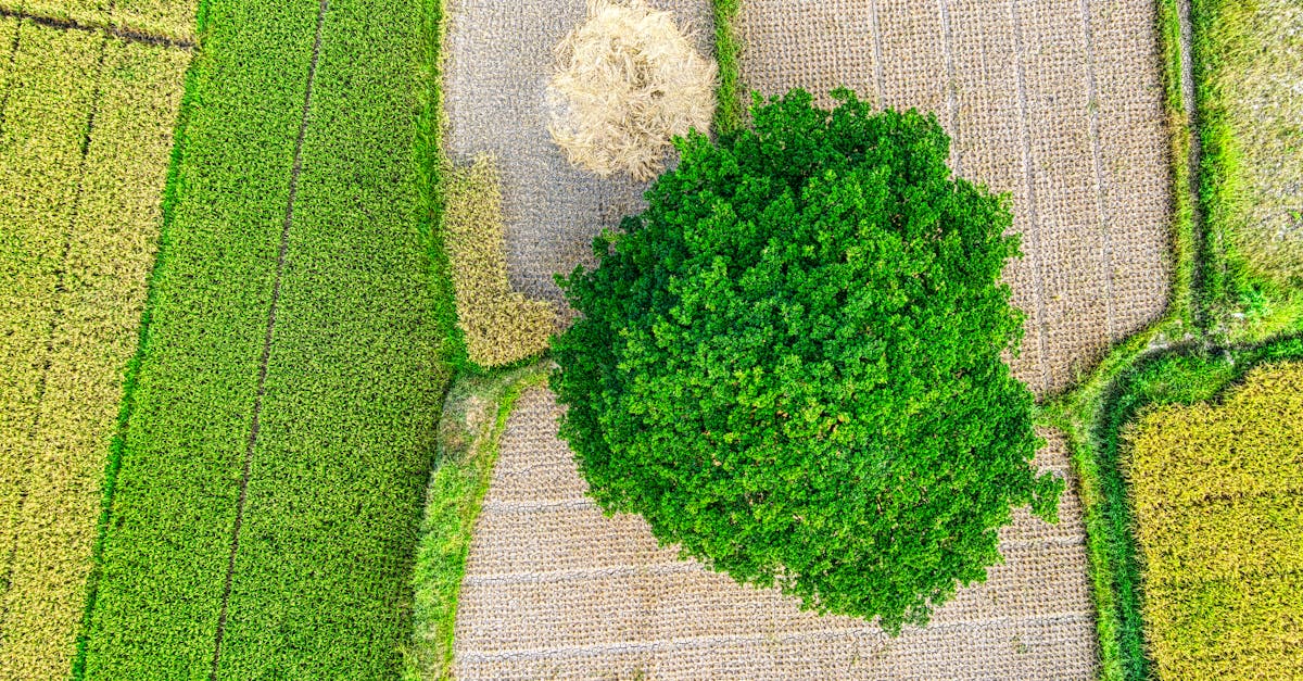 drone view of green rice plantations with lush green tree growing in rural area during harvesting se