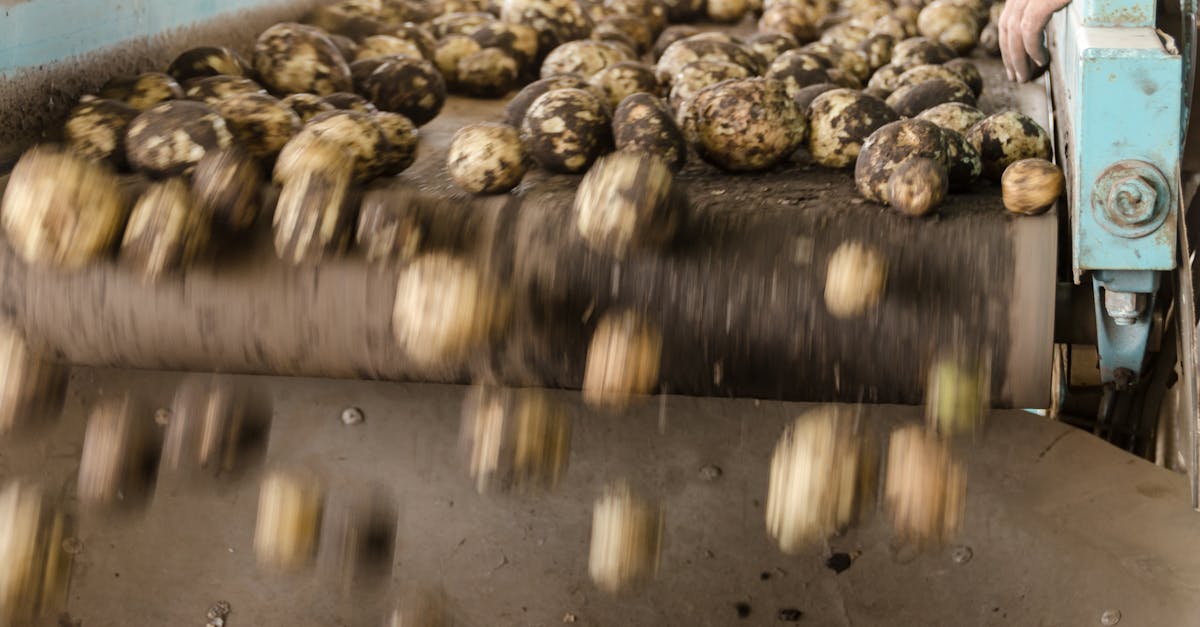 dynamic close up of potatoes rolling off an industrial conveyor belt inside a farming facility