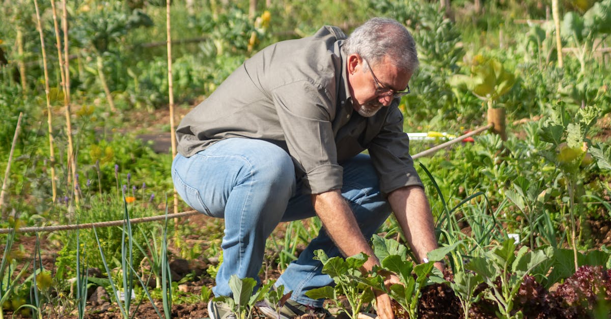 elderly man tending to his vegetable garden in portugal during a sunny day