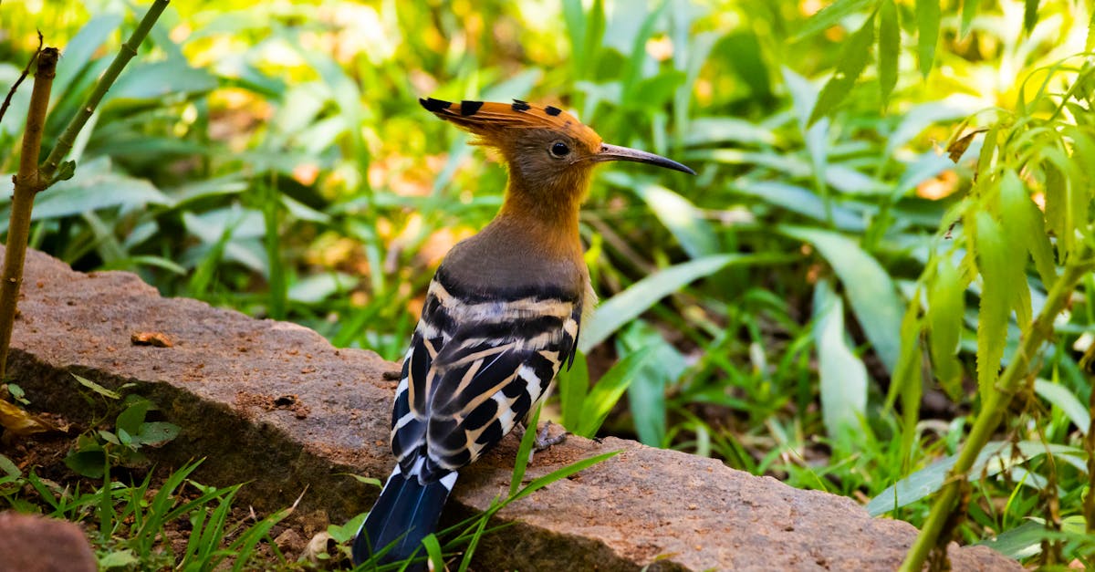 eurasian hoopoe upupa epops bird on a sunny day in mysuru india garden