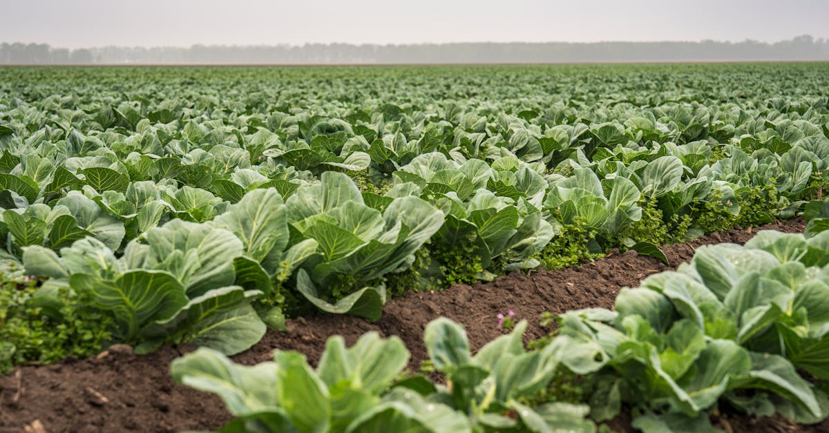 expansive view of a cabbage field stretching under a cloudy sky ideal for agricultural themes