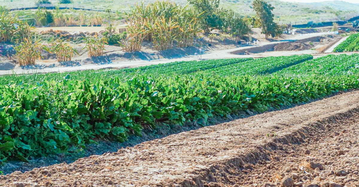 expansive view of lush green crop fields under sunlight showcasing rural agriculture