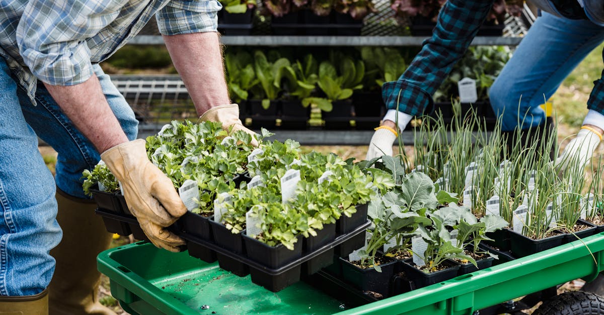 farmers arranging trays of vegetable seedlings on a green cart in a garden