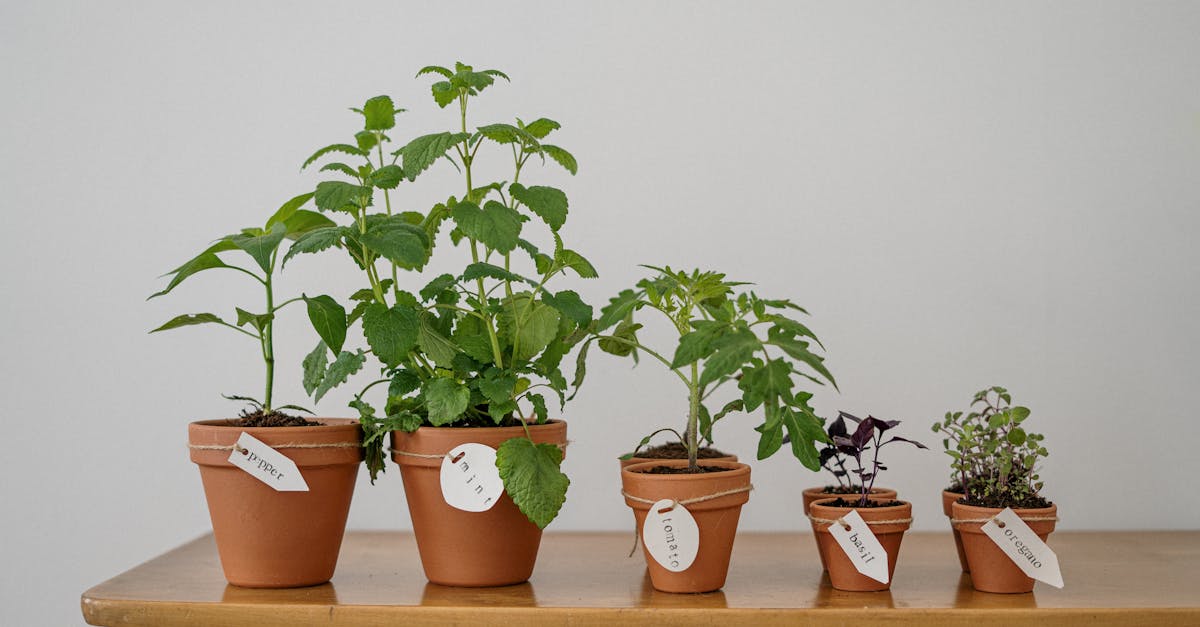 five potted herbs including oregano and basil on a wooden table indoors