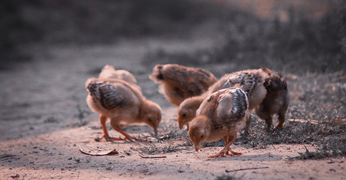 flock of fluffy chicks with tiny wings looking for food on sandy surface covered with dry grass in c