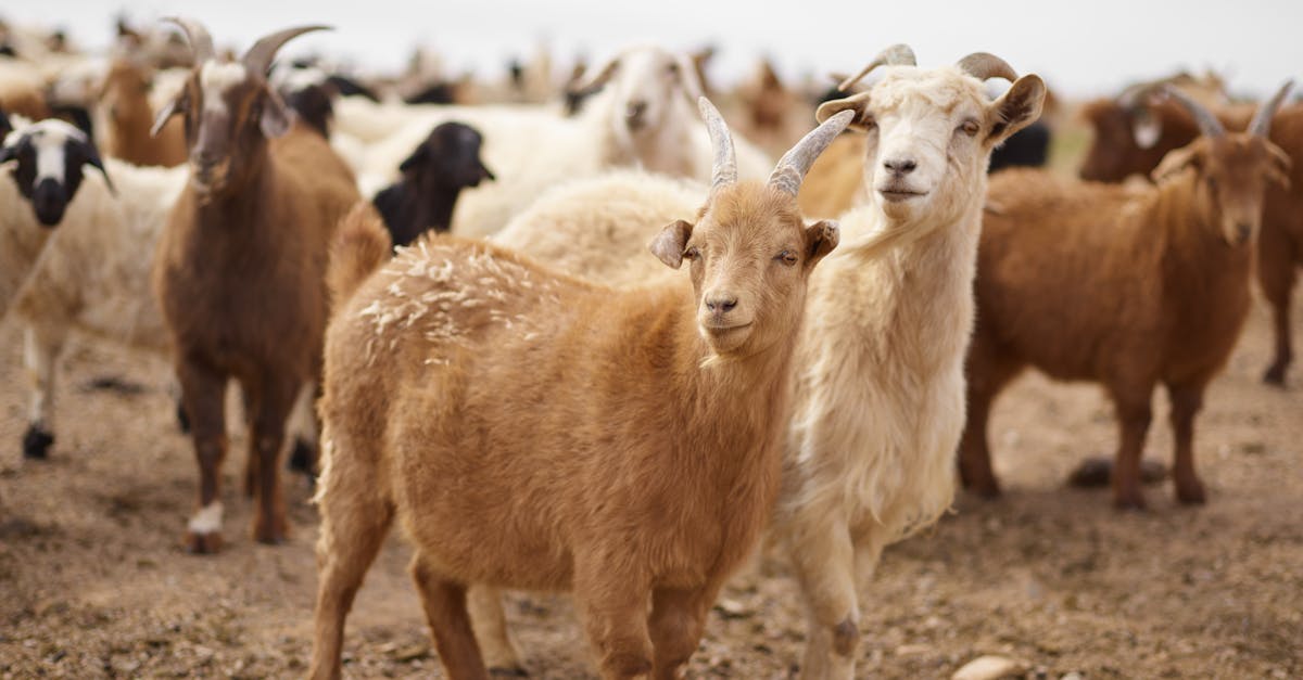 flock of fluffy goats grazing on pasture in rural area of steppe during daytime 1