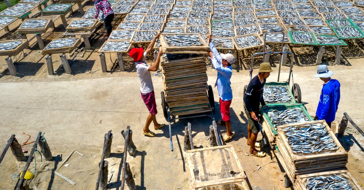 four fishermen drying and stacking fish under a sunny sky seen from above