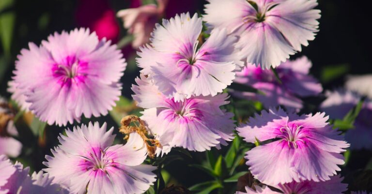 10 Best Flower Bulbs for Attracting Pollinators That Support Biodiversity