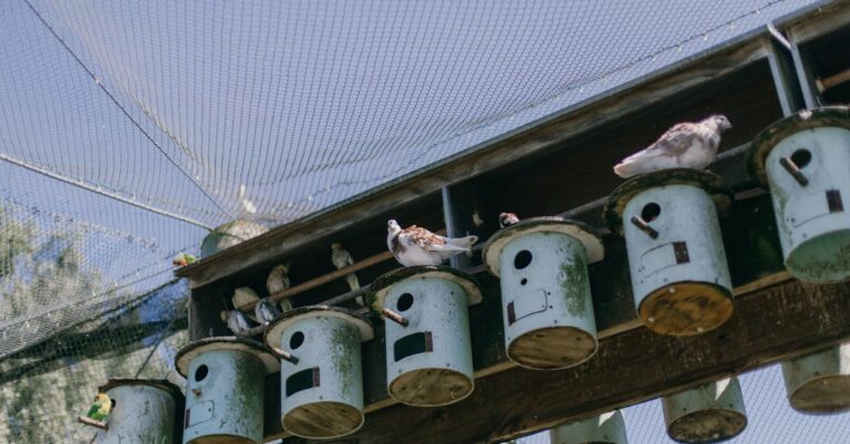 10 Best Bird Netting for Fruit Protection That Save Your Harvest