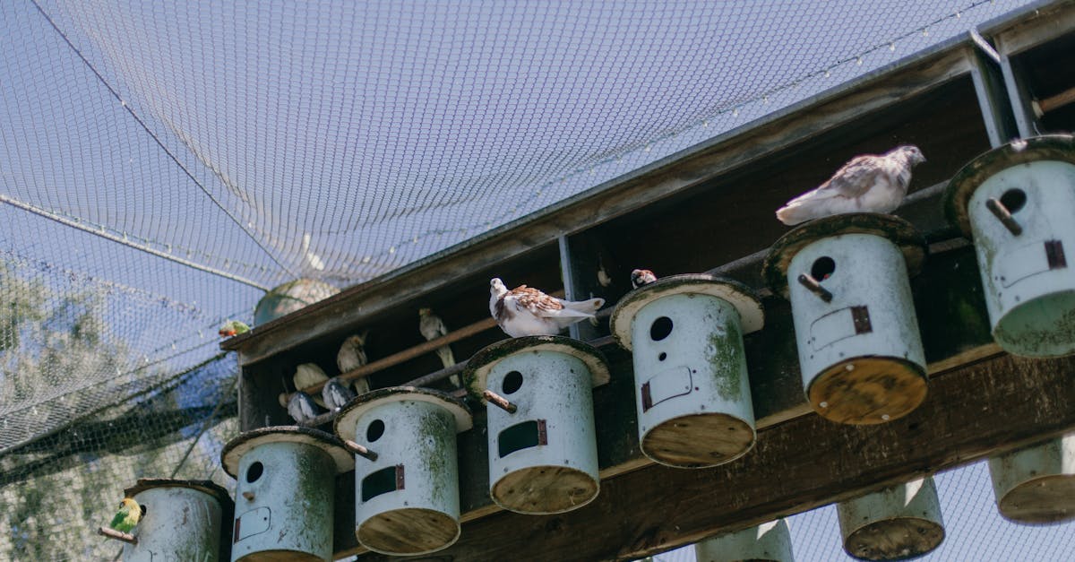 free stock photo of bird birds garden 1